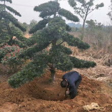 宏景軒苗木種植專業合作社 專業樹木種植經營，打造綠色生態產業鏈
